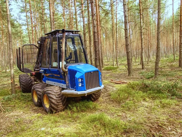 フォレスト 2014 日に収穫 トラックは 若い松の森で動作します 巧みな つの軸の木材の収穫 特別なトラックと伐採 — ストック写真