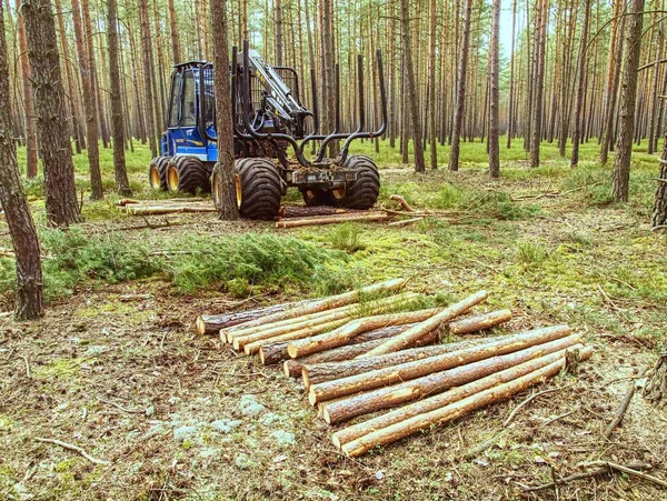 フォレスト 2014 日に収穫 ハーベスタは 松の木をカットしました ヘビーデューティ マシン木材収穫 森で収穫 — ストック写真
