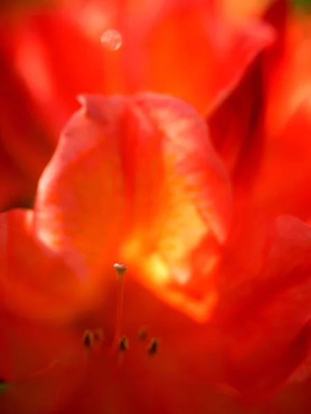 Detailed Red Azalea Flowers Park Popular Houseplants Favorite Perennial Spring — Stock Photo, Image