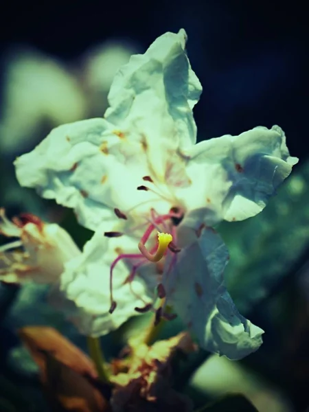 白いツツジの花の花のディテール ツツジの開花をニース 背景の緑の葉に対して真っ白な芽 繊細な花の白い花びら — ストック写真