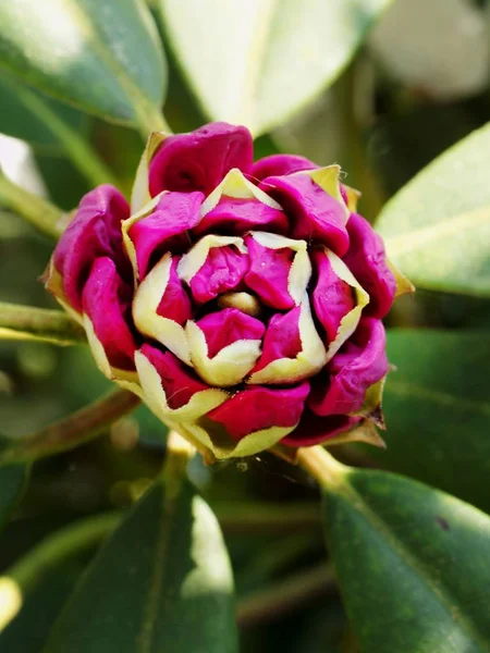 Detalhe Bud Roxo Rhododendron Flor Botão Foco Seletivo — Fotografia de Stock