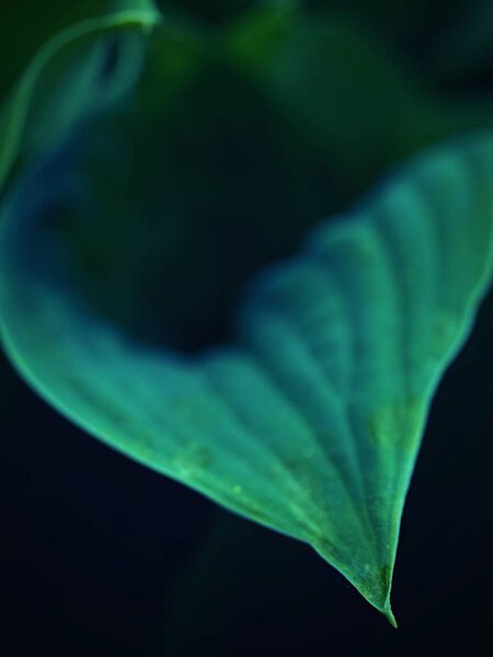 Цветок хоста, растение для ландшафтного дизайна парка и сада. Рёбрышки и сверкающие гигантские листья хосты
