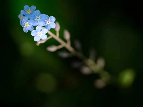 Pomněnka Jemné Modré Květy Letní Zahradě Malé Modré Květy Pomněnka — Stock fotografie