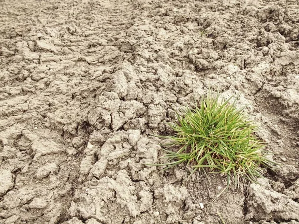 Rumput Hijau Kesepian Melawan Tanah Yang Retak Tumbuhan Muda Tumbuh — Stok Foto