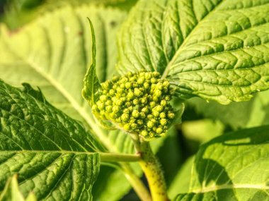 Genç büyük yeşil yaprakları ile beyaz ortanca çiçekleri yeşil. Yeşil ortanca bitkilerde Bahçe