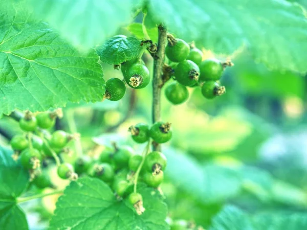 Immature Green Currant Berries Bush Young Berries Red Currant Ripe — Stock Photo, Image