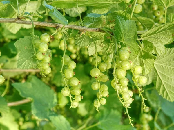Sour Green Unrippable Berries Red Currant Bush Red Currant Green — Stock Photo, Image