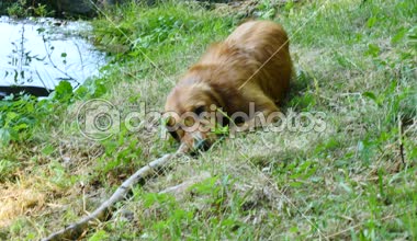 Erkek köpek doğurmak golden retriever lake ahşap dal için hızlı bir şekilde atlıyor. Yüzme mutlu köpek yavrusu enjoing ve kat insan arkadaş grubu.