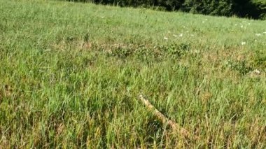 Genç golden labrador köpek bir ağaç dalı kemiren. Çayırda oynayan köpek
