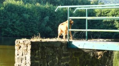 Erkek köpek doğurmak golden retriever lake ahşap dal için hızlı bir şekilde atlıyor. Yüzme mutlu köpek yavrusu enjoing ve kat insan arkadaş grubu.
