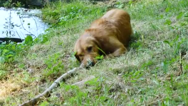 オス犬犬種ゴールデン レトリーバーは 木の枝のために湖にすぐに跳んでいます 幸せな子犬劇場版水泳との人間の友達でプライ — ストック動画
