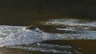 Erkek köpek doğurmak golden retriever lake ahşap dal için hızlı bir şekilde atlıyor. Yüzme mutlu köpek yavrusu enjoing ve kat insan arkadaş grubu.