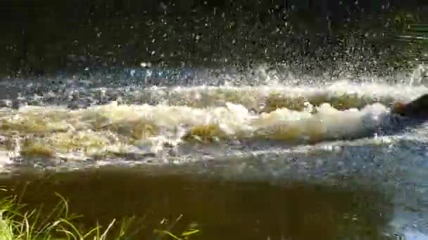 Mannelijke Hondenras Golden Retriever Snel Springen Lake Voor Houten Tak — Stockvideo