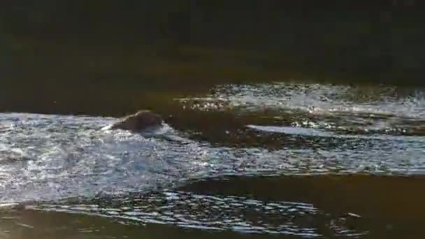 Raça Cão Macho Golden Retriever Rapidamente Saltar Para Lago Para — Vídeo de Stock