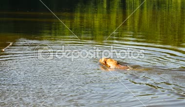 Altın geri almak - köpek gölde yüzüyor. Köpek şube ile oynuyor ve ağaçların altında soğuk suyun keyfini çıkarın
