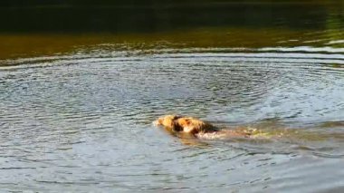  Genç altın geri almak ülke havuzda yüzmek. Mutlu köpek ağzı su ile şube ile yüzme su sıçramalarına kafa. Oyunlar eğitim aile üyesi ve popüler köpek doğurmak ile eylemleri