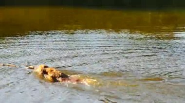 Altın geri almak - köpek gölde yüzüyor. Köpek şube ile oynuyor ve ağaçların altında soğuk suyun keyfini çıkarın