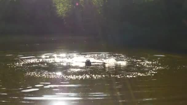 Junge Golden Retriever Schwimmen Teich Fröhlicher Hund Schwimmt Mit Ast — Stockvideo