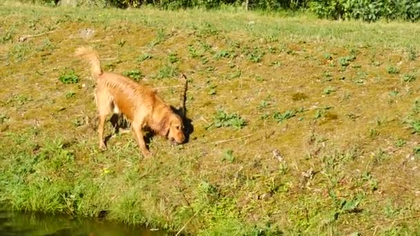 年轻的金猎犬在乡村池塘游泳 快乐的狗用树枝在嘴里游泳 水溅在头上 行动训练游戏与家庭成员和流行狗品种 — 图库视频影像