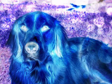 Golden Retriever köpek çim üzerinde oturan portresi. Akıllı köpek sağlıklı atletik vücut. Golden Retriever yere yalan. Hipster filtre. 