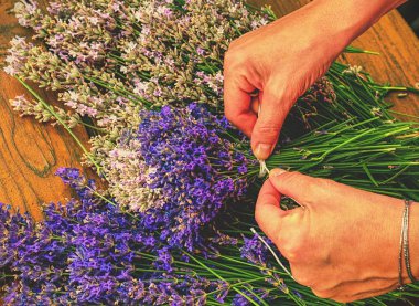 Lavanta çiçekleri, el ve vintage sarı çalışma tablosu üzerinde güzel kokuyor buketleri hazırlanıyor. Fransız Bahçe.