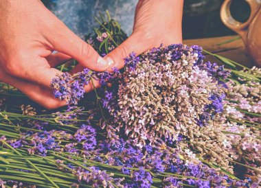 Kız aromatical şifalı otlar için yatak odası hazırlayın. Güzel taze lavanta (Lavandula angustifolia demet)