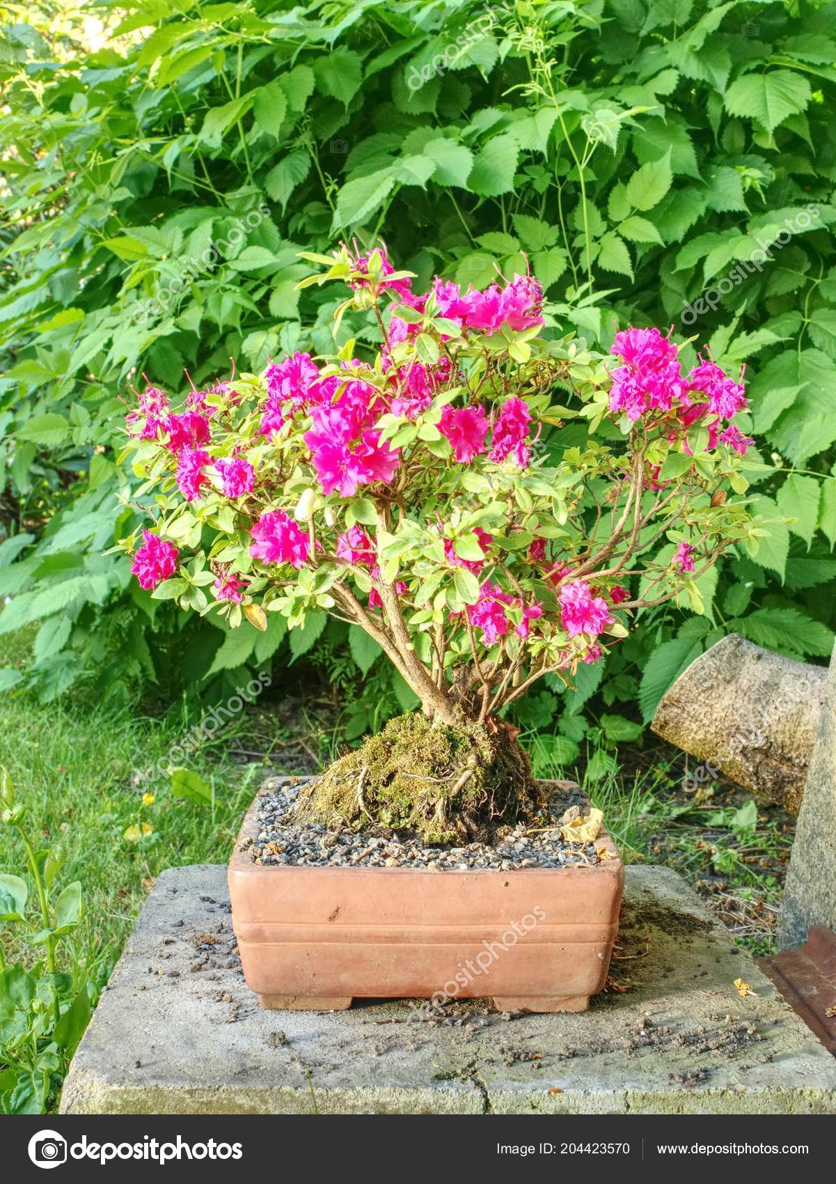 Rhododendron Indicum Azalea Bonsai Tree Planter Garden Stylized Small Tree Stock Photo C Rdonar 204423570