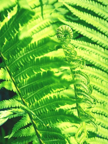 Curly Green Fern Frond Spring Forest Sunrise Natural Foliage Ferns — Stock Photo, Image