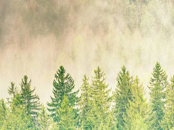 Treetops Sziluettje Tetején Hegyek Köd Érzem Csend Ködös Völgy Reggel — Stock Fotó
