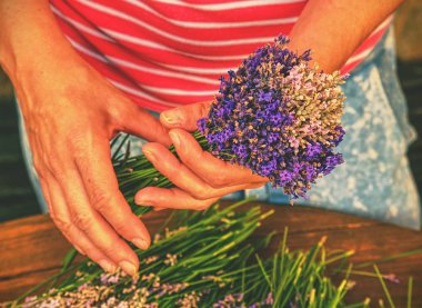 Bahçıvan genç eller güzel kokulu bohça taze lavanta SAP ile kravat. Doğal lavanta ile rustik dekorasyon