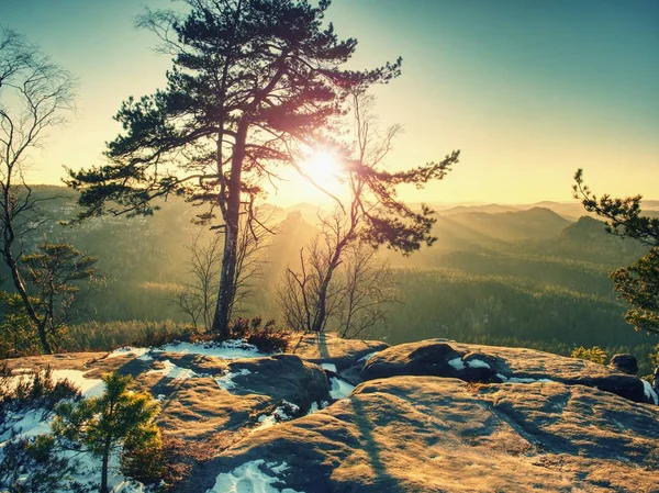 Stay Snowy Forest Mountain First Warm Sunrays Trees Branches — Stock Photo, Image