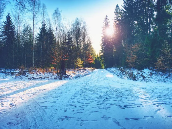 Magiska Träd Snöig Skog Remsa Solstrålarna Morgondimman Färgstarka Landskap Med — Stockfoto