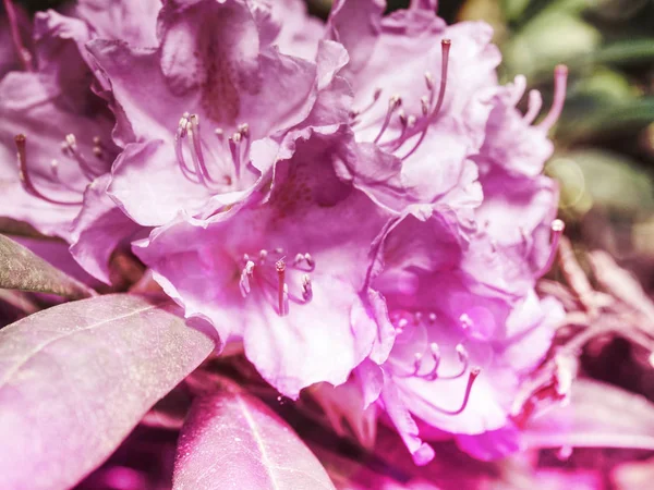 Vlammende Heldere Bloem Bloeien Botanische Tuin Grote Bloei Van Oranje — Stockfoto