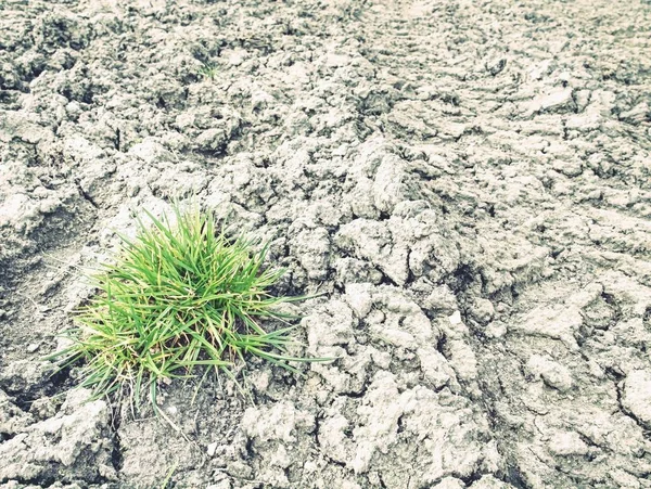 Grama Seca Deserto Pedra Poeira Grama Morta Queimada Seca Argila — Fotografia de Stock