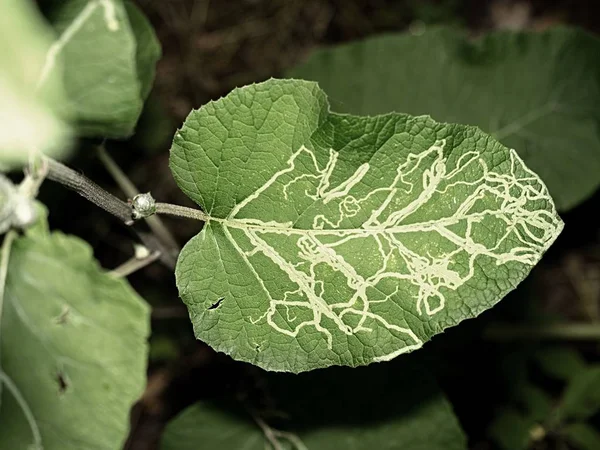 Solucan Veya Caterpillar Izleri Olan Desen Yaprak Thistle Yaprak Madenci — Stok fotoğraf