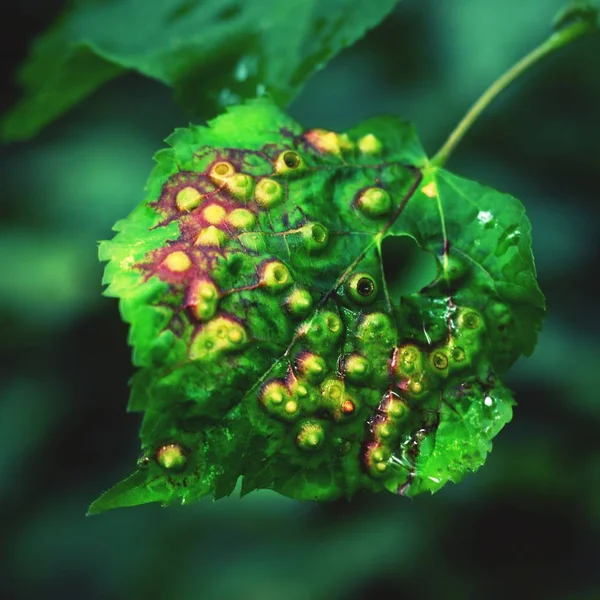 Feuille Verte Endommagée Par Les Chenilles Les Vers Les Ravageurs — Photo