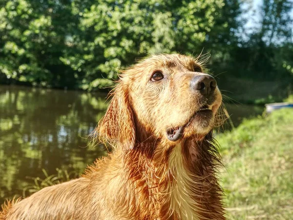 Nasser Golden Retriever Hund Spielt Heißen Sommertagen Naturteich Kluger Hund — Stockfoto
