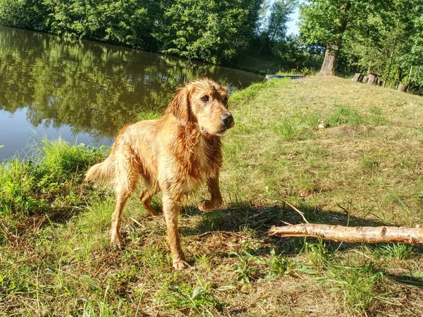 Golden Retriever Läuft Auf Grasbank Glücklicher Hund Nass Nach Badeausflug — Stockfoto