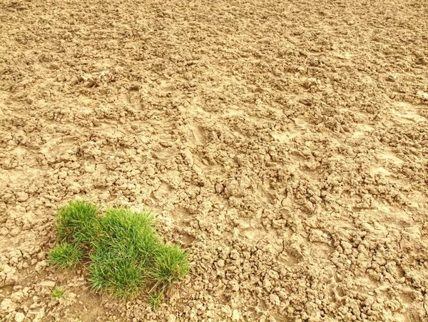Trockenes Gras Der Staub Und Steinwüste Trocken Verbranntes Totes Gras — Stockfoto