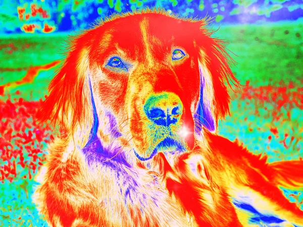 Portrait Golden Retriever Dog Sitting Grass Healthy Athletic Body Smart — Stock Photo, Image