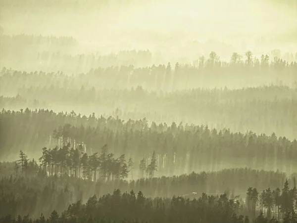 Terra Enevoada Árvores Altas Picos Colina Aumentaram Nevoeiro Espesso Primeiros — Fotografia de Stock