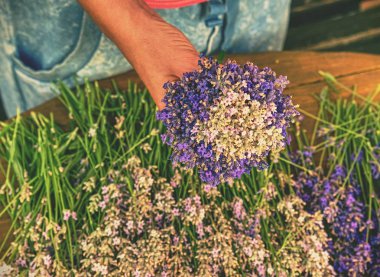 Eller avuç taze hasat lavanta tutun. Çiçek hazırlama kurutma için takip ediyor. 