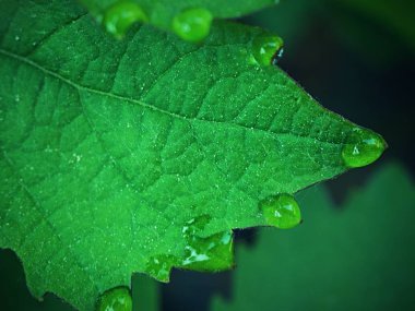 Çiğ damlaları ile üzüm yaprağı. Asma yaprağı, su damlası. Yağmur suyu üzerindeki yeşil yaprak güzel damlaları. Sabahleyin Çiy damlaları güneşte parlayan.