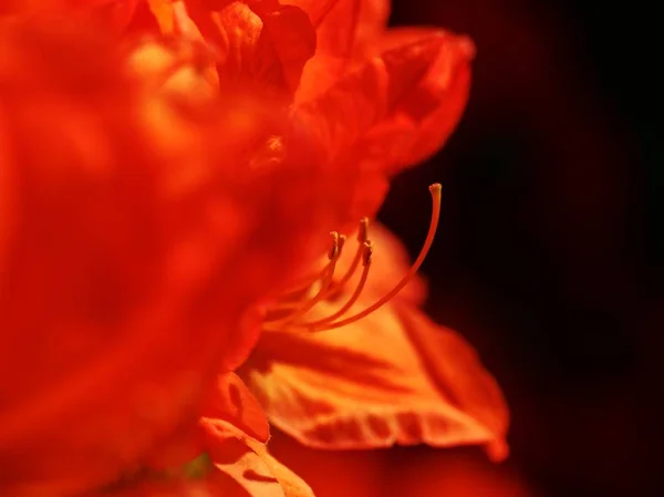 赤オレンジ色のツツジの花 ブッシュ 花粉を雄しべ オレンジ赤 Rhododendronin 野生花 庭で素晴らしい春の時間 — ストック写真