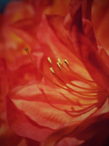 Detailed Red Azalea Flowers Park Popular Houseplants Favorite Perennial Spring — Stock Photo, Image