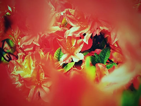 Röda Blommor Som Blommar Trädgården Våren Blommande Röd Lila Azalea — Stockfoto