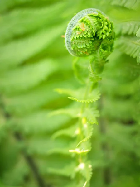 Young Curly Leaf Fern Growing Fallen Leaves Macro Selective Focus — Stock Photo, Image