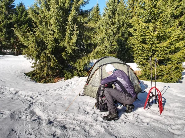 Camping in tent in winter forest. Snowshoes trek in mountains, setting a tent in snow.