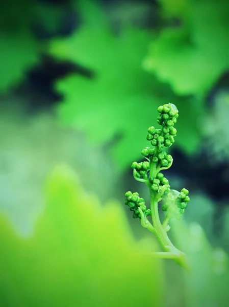 Cépages Jeunes Feuilles Bourgeons Fleurissant Sur Une Vigne Dans Vignoble — Photo