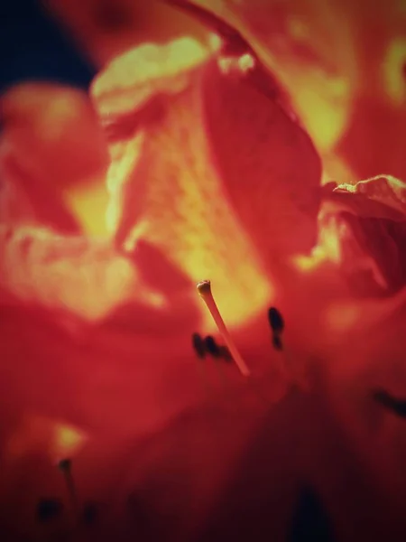 Vireya Rhododendron Fantastiska Blossom Flammande Ljus Blomma Blommar Botaniska Trädgården — Stockfoto